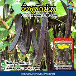 เมล็ดถั่วพูฝักม่วง Purple winged bean เมล็ดถั่วพู เมล็ดถั่วพูสีม่วง เมล็ดพันธุ์ถั่วพู เมล็ดผักสวนครัว ตราภูเขาทอง