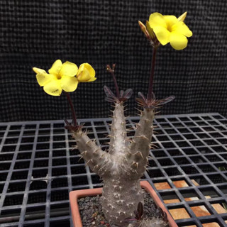 Pachypodium Rosulatum พาชีโพเดียม โรซูลาดัม ไม้นำเข้า สายพันธุ์หายาก กอใหญ่ ชวนชมหนาม ดอกสีเหลือง