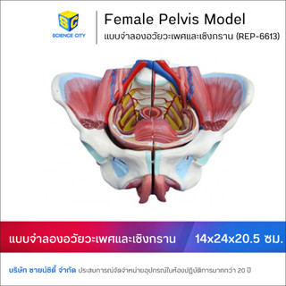 แบบจำลองอวัยวะเพศหญิงและเชิงกราน