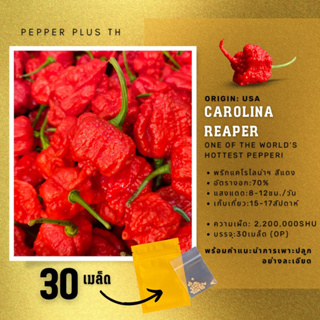 🔥เมล็ดพันธุ์พริก Carolina reaper (30เมล็ด) ของแท้ 100% อัตรางอกสูง