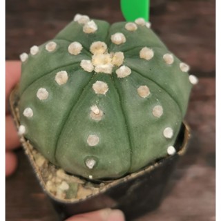 แอสโตร​ไ​ฟตั้​ม​  castus กิ้กโ​ก๊ะ​ เต่า #แคสตัส castus​ astrophytum แอสโตร แอสโตร​ไ​ฟตั้​ม แอสโตรไฟตัม กระบองเพชร