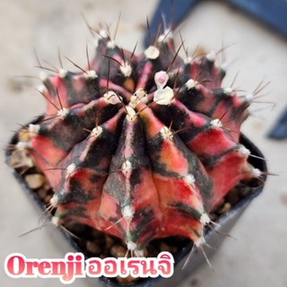 Gymno Orenji ออเรนจิ ตัวแรร์ หายาก