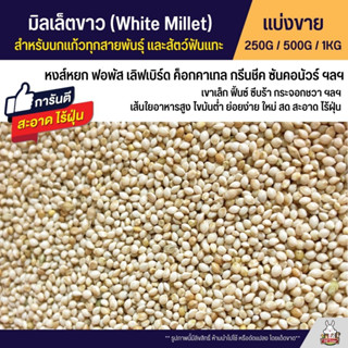 มิลเล็ตขาว White Millet เกรดA อาหารนกแก้ว และสัตว์ฟันแทะ สะอาด ร่อนฝุ่นทุกถุง (แบ่งขาย 250G / 500G / 1KG)