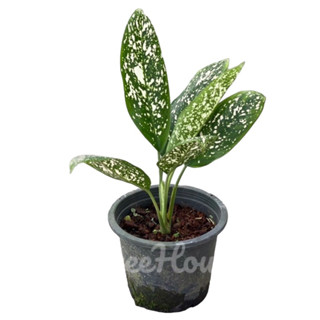 อโกลนีมา เพชรราชา กระถาง 8 นิ้ว / Aglaonema Pet Racha Pot 8