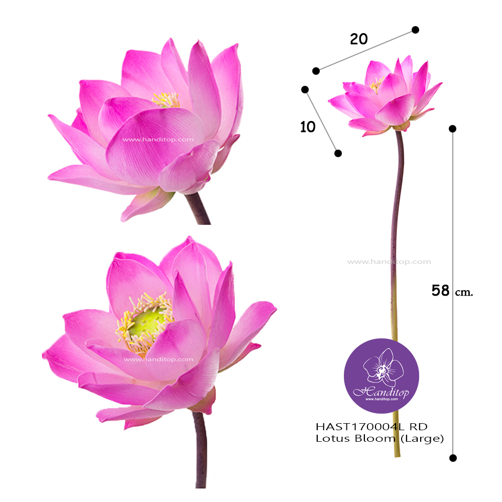 Handitop ช่อดอกบัวบาน ดอกบัวปลอม ยาว 69 ซม.  หนึ่งดอกมี 15 กลีบ ขนาดดอกเมื่อกางกลีบออก 20-22.5 ซ.ม.