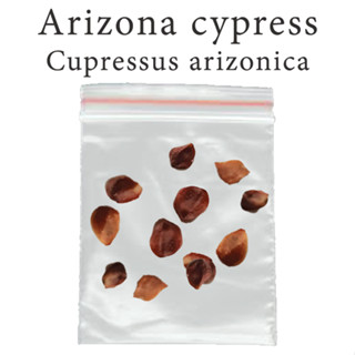 เมล็ดสน บลูไอซ์ Arizona cypress - Cupressus arizonica ร้านคนไทย บอนไซ