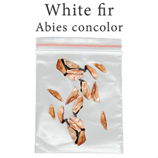 เมล็ดสน สนเฟอร์ขาว สนคริสต์มาส สนสีฟ้า White fir - Abies concolor ร้านคนไทย บอนไซ