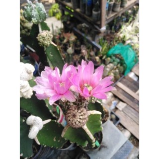 cactus echinocereus fitchii กราฟตอสามเหลี่ยม