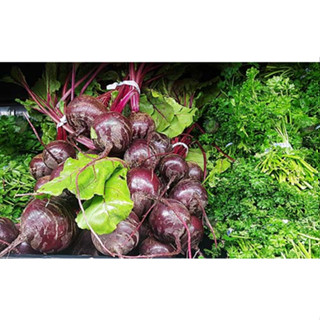 เมล็ดพันธุ์ บีทรูท (Beetroot)  ซองละ 29 บาท   บีทรูทเป็นพืชที่ดีต่อสุขภาพผิว ผักเพื่อสุขภาพ