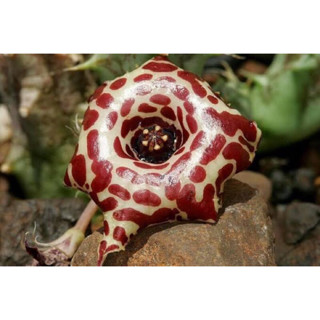 เก๋งจีนหายาก Huernia laevis ***กิ่งเด็ดสด 1 กิ่ง***