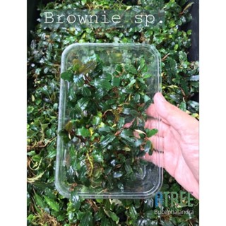 ชุดบูเซป Bucephalandra Brownie Sp. ใบบกราคาถูกไม่ต้องลุ้นกาชา ใบบกแข็งแรงทุกต้น