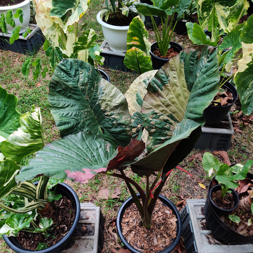เซเรนดิพิตี้ บอนดำด่างชมพู เซเรนด่างเลือกต้นได้ (Alocasia Serendipity Variegated) อะโลคาเซีย