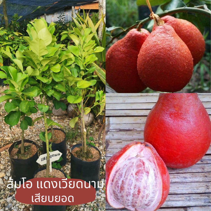 ส้มโอแดงเวียดนาม เสียบ ยอด สายพันธุ์ แท้100% ความสูง ต้น 40-60​ ซม. ต้นพร้อมปลูก 1-2 ปี เห็นผล รสชาติ หวาน หอม