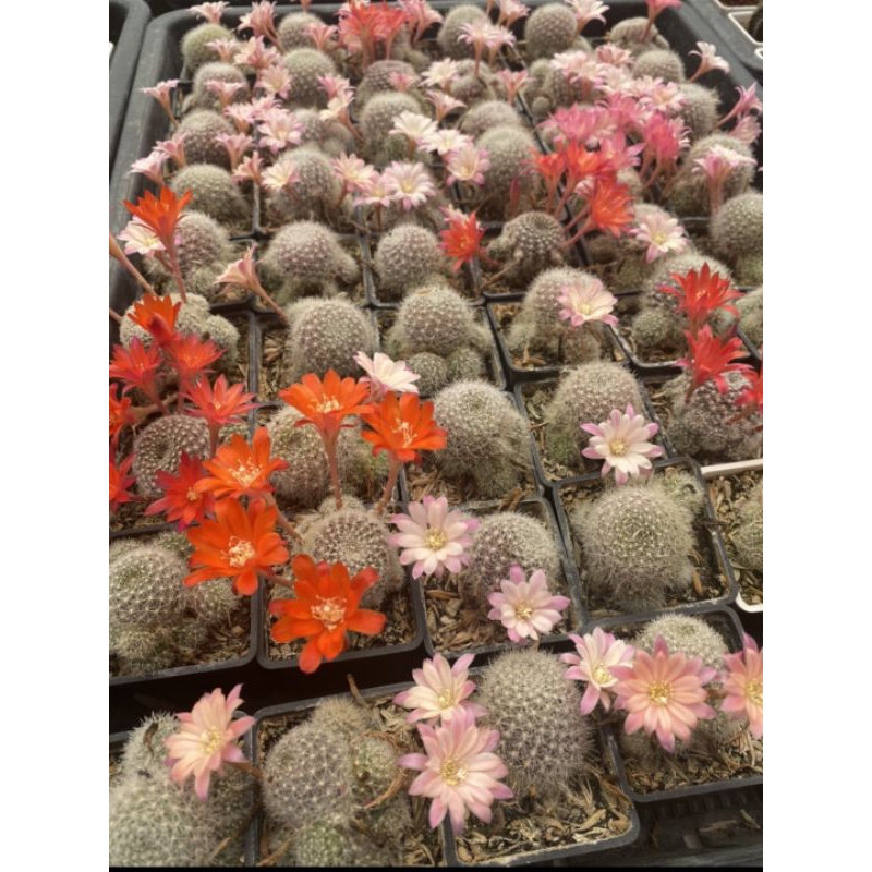 รีบูเทีย คละสีดอก