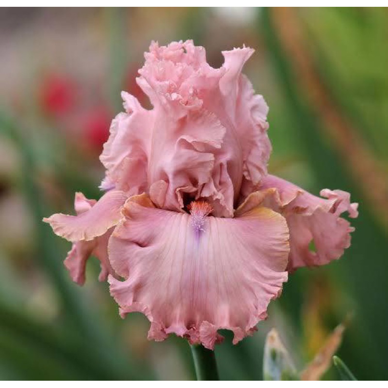 Iris ไอริส (นกสวรรค์) สีหายาก แดดจัด-รำไร รูปที่ 6