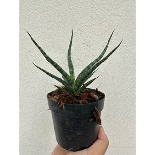 ต้นไม้ตระกูลลิ้นมังกร (Sansevieria Francisii) เพลิงสะบัด รากแน่นเต็มกระถาง