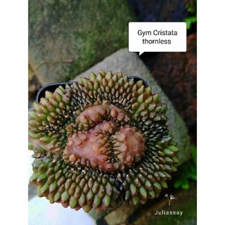 Gymnocalycium cristata thornless ยิมโนคริสไร้หนาม ไม้เมล็ด cactus e