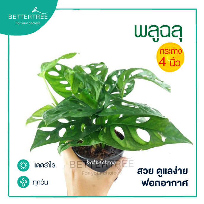 พลูฉลุ (กระถาง 4 นิ้ว) ต้นไม้ฟอกอากาศ พลูด่าง
