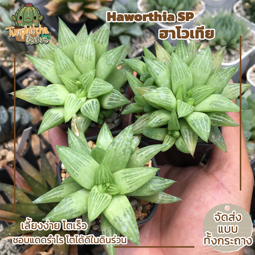 #ฮาโวเทีย #Haworthia #ราคาพิเศษ #เลี้ยงง่าย #โตเร็ว