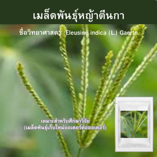 เมล็ดพันธุ์หญ้าตีนกา 3,000 เมล็ด 📌ขั้นต่ำสั่งสินค้า30บาทขึ้นไป!! 	Eleusine indica (L.) Gaertn.