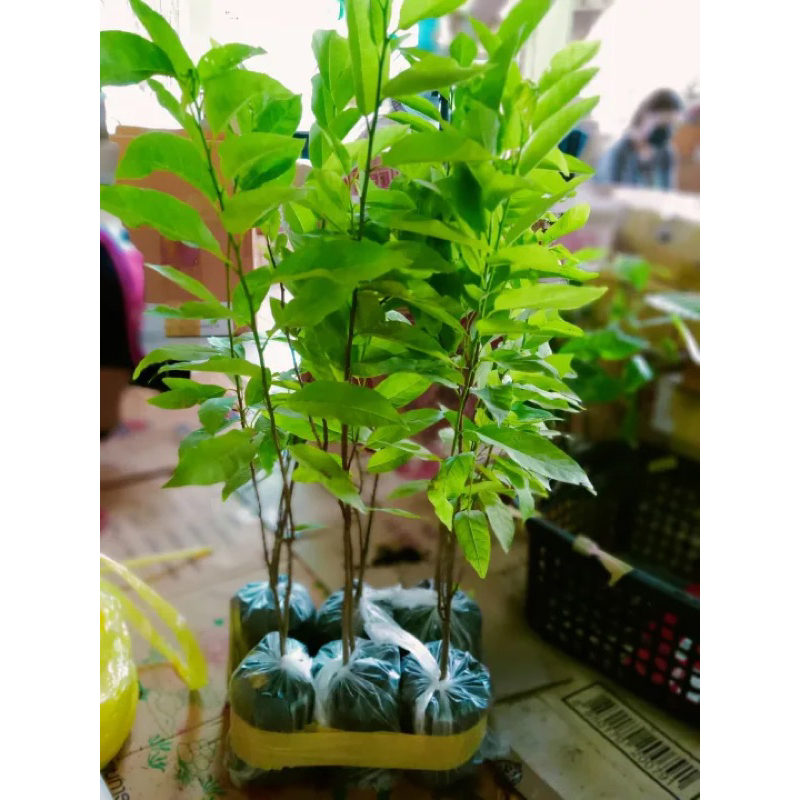 น้อยหน่าหนัง1ต้น 15-20 ซม.