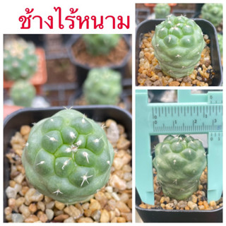 ช้างไร้หนาม ช้างแคคตัส โคลนมะระ กระบองเพชร ส่งถอดกระถาง🌵🌵