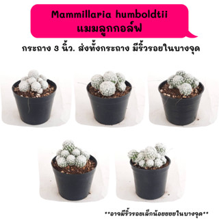 Mammillaria Humboldtii แมมลูกกอล์ฟ ไม้ชำหน่อ ฟอร์มกอ cactus กระบองเพชร แคคตัส กุหลาบหิน พืชอวบน้ำ