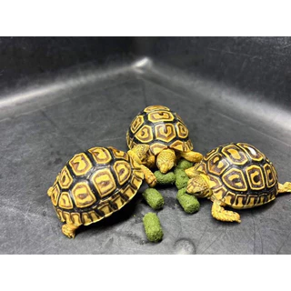 Happy tortoise อาหารเต่าบก สูตรปกติ ถุงโรงงานสีเขียว/ถุงใส พร้อมส่ง มีของแถมทุกออเดอร์