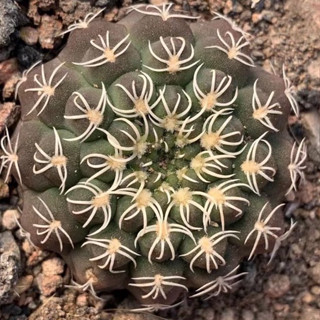 Gymnocalycium stellatum v. kleinianum VG052 Cactus ต้นกระบองเพชร ไม้ดอก ไม้ประดับ