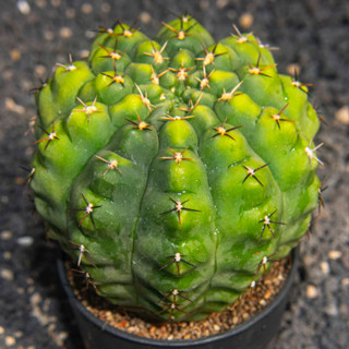 Gymnocalycium baldianum ด่างเขียวตองอ่อน แคคตัส กระบองเพชร cactus ยิมโนคาไลเซียม ไม้ประดับ ไม้สะสม