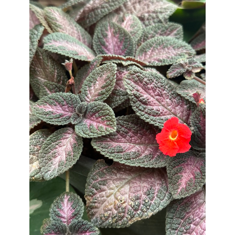 พรมญี่ปุ่น รูบี้ Episcia Ruby Red Dress ดอกสีแดงสด ต้นไม้