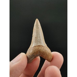 ⛏ ฟอสซิล ฟัน🦈 มาโก ขนาด 1.73 นิ้ว( Mako Shark Teeth Fossils )