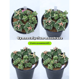 [พร้อมส่ง]Gymnocalycium monstrose ยิมโนมอนโทรส กระถาง 4 นิ้ว 1 กระถาง(สวนบ้านกระบองเพชรแปดริ้ว)