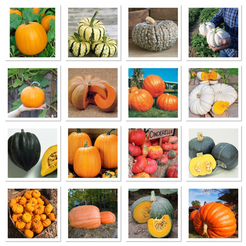 เมล็ดพันธุ์ ฟักทอง Pumpkin Seed / สปาเก็ตตี้ / ฮาโลวีน แจ๊คโอแลนเทิร์น /  ฟักทองยักษ์ / ญี่ปุ่น เกอิชา / ฮาโลวีน แจ๊คโอแ