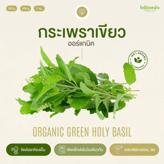 กระเพราเขียวอินทรีย์ Organic Green Basil อินทนิลออร์แกนิคฟาร์ม ปลูกธรรมชาติมาตรฐานเกษตรอินทรีย์ เก็บใหม่ทุกออเดอร์