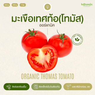 มะเขือเทศท้อ(โทมัส)อินทรีย์ Organic Thomas Tomato อินทนิลออร์แกนิคฟาร์ม ปลูกธรรมชาติมาตรฐานเกษตรอินทรีย์ เก็บใหม่ท