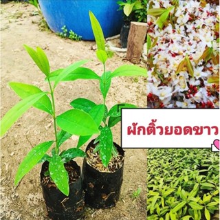 ผักติ้วยอดขาว ต้นกล้าสูง 30-45 ซม.ต้นเเข็งเเรงพร้อมปลูกผักพื้นบ้าน หาทานยากมีรสอมเปรี้ยว รับประทานได้ทั้งยอด เเละดอก