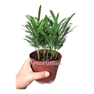 สนใบพาย กระถาง 4 นิ้ว (แบบกอ) / Podocarpus polystachyus R.Br. ex Endl Pot 4