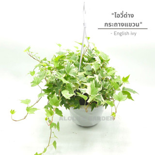 ไอวี่ด่าง กระถางแขวน Hedera helix L  English ivy กถ.6.5นิ้ว พร้อมตะขอแขวน