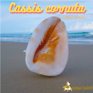 Andaman seashell เปลือกหอย หอยเท้าช้าง (Cassis cornuta)