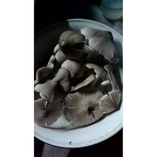 เชื้อเห็ดโคน ทำจากจาวปลวก ดอกใหญ่ราดเชื้อได้ทั้งปี ถูกที่สุด เก็บเห็ดจริงมีคลิปยูทูปช่องฟาร์มตานายาย มีวิธีเพาะให้ ง่ายๆ