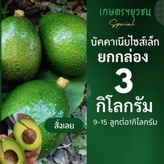 อะโวคาโดบัคคาเนียไซส์เล็ก(บัคไข่) 3 กิโลกรัม (9-15ลูกโล)