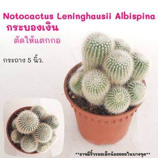 Notocactus Leninghausii Albispina กระบองเงิน ตัดให้แตกกอ Cactus กระบองเพชร พืชอวบน้ำ พืชทะเลทราย ตะบองเพชร