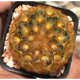 🧡🧡🧡น้องส้มจี๊ดจ๊าดมาจ๊ะ🍊🍊🍊ฮิตสุดละตอนนี้ Mammillaria Carmenae Buddha แมมคาร์มิเน่ลูกบุดด้า