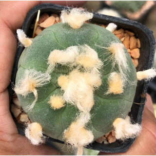 ดูกี่ทีก็มีเสน่ห์ หน้าตาแบบนี้ตกหลุมรักหนักมาก  ดอกเข้มมาก🥰🐷🐽🐷💖💖 Lophophora Fricii หน้าสวย ผิวเนียน เต้าบุ๋มดีงาม 💙💙💙