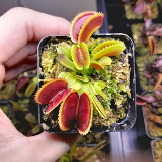 🔥New กาบหอยแครงฟันฉลาม หายาก!!  DM.SharkTeeth (Venus flytrap)