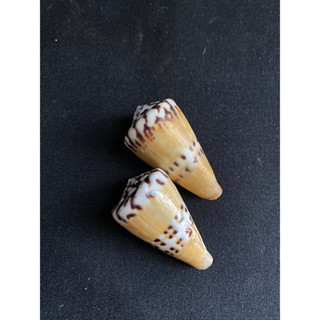 Captain Cone Conch หอยสังข์หายาก3-4cm chuan