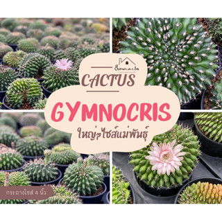 [พร้อมส่ง] Gymno cristata ยิมโนคริส ต้นใหญ่ไซส์แม่พันธุ์ กระบองเพชร แคคตัส