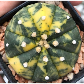 ด่างลายกระจายดีมาก เอาไป💯คะแนนเต็ม🍉🧡💛💚Astrophytum asterias Variegata