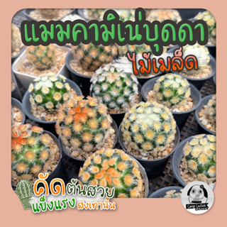 ต้นแมมคามิเน่ บุดดา (Mammillaria carmenaeBuddha) ไม้เพาะเมล็ด  - ต้นกระบองเพชร ราคาถูก🌵ต้นแคคตัส❤️